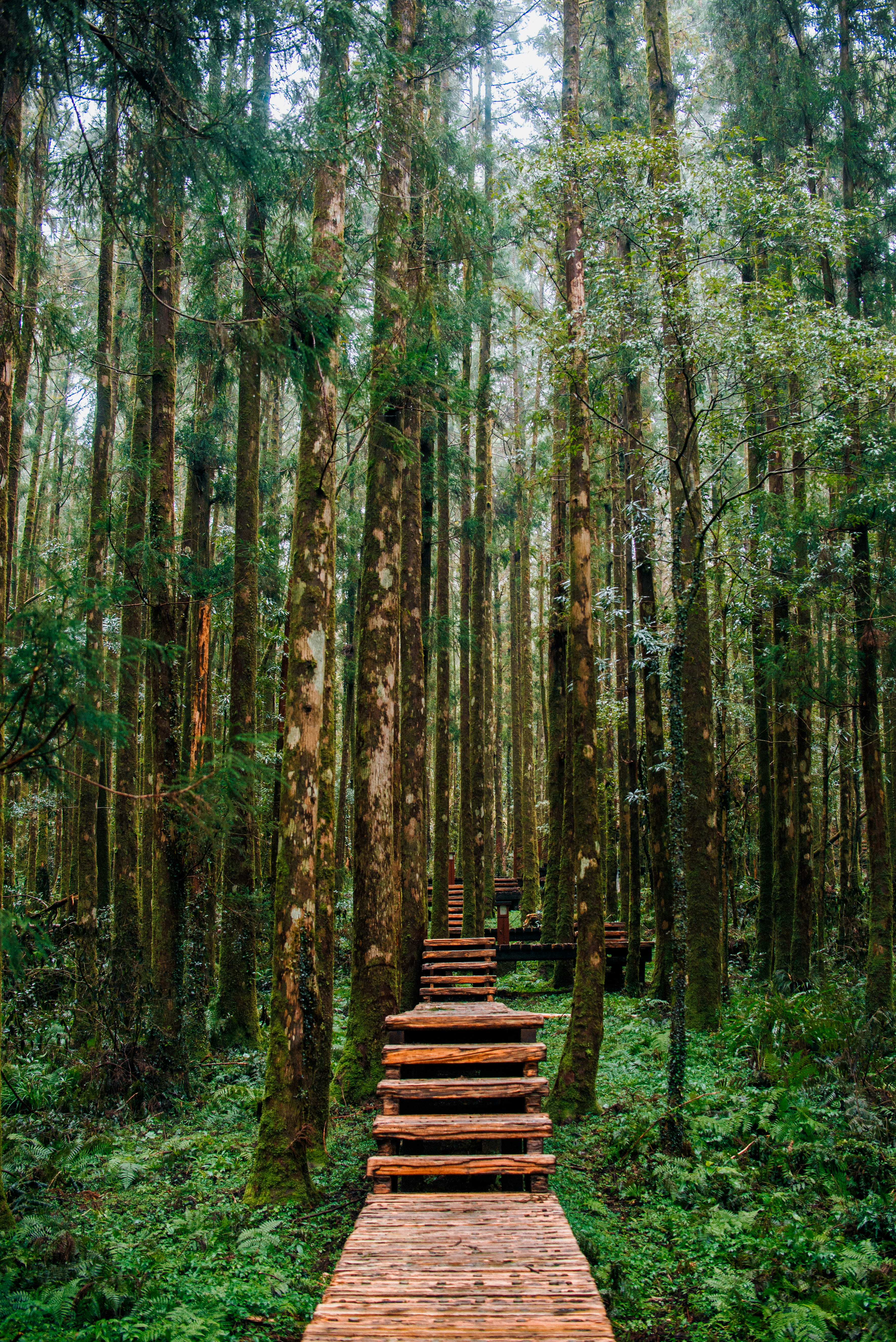 brown wooden bench surrounded by green trees during daytime